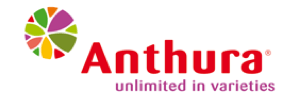 หน้าวัวสายพันธุ์ฮอลแลนด์ จาก Anthura BV