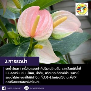 การรดน้ำหน้าวัว