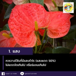 แสงสำหรับหน้าวัว