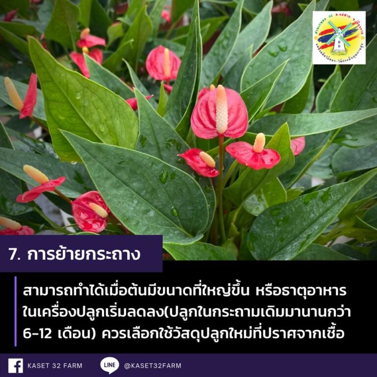 My Image 19
