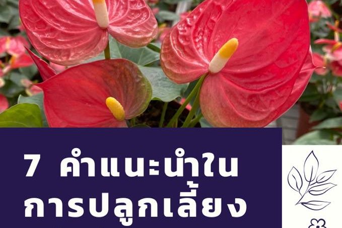 7 คำแนะนำ การดูแล หน้าวัวกระถาง