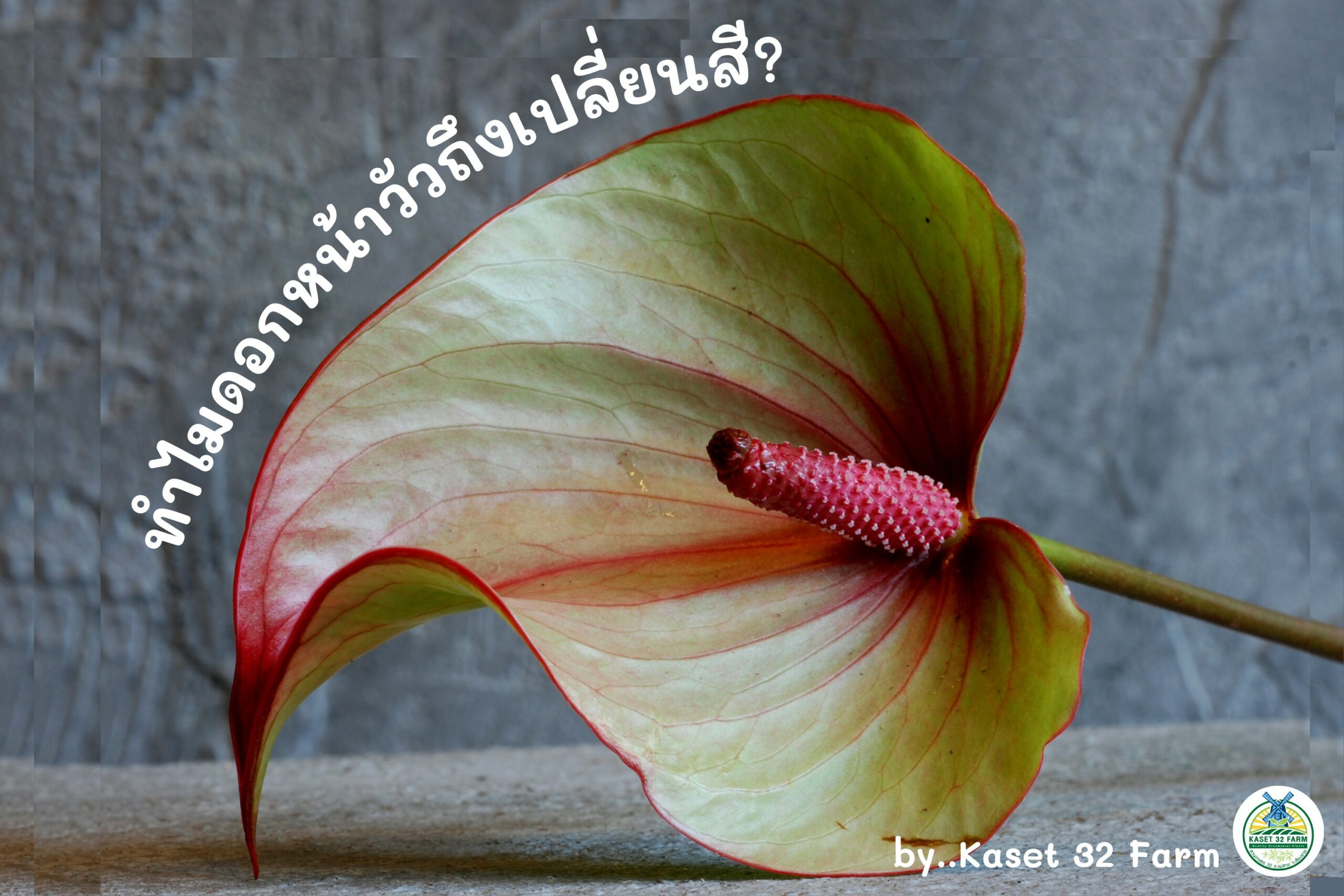 ทำไมสีของดอกหน้าวัวเปลี่ยนไป