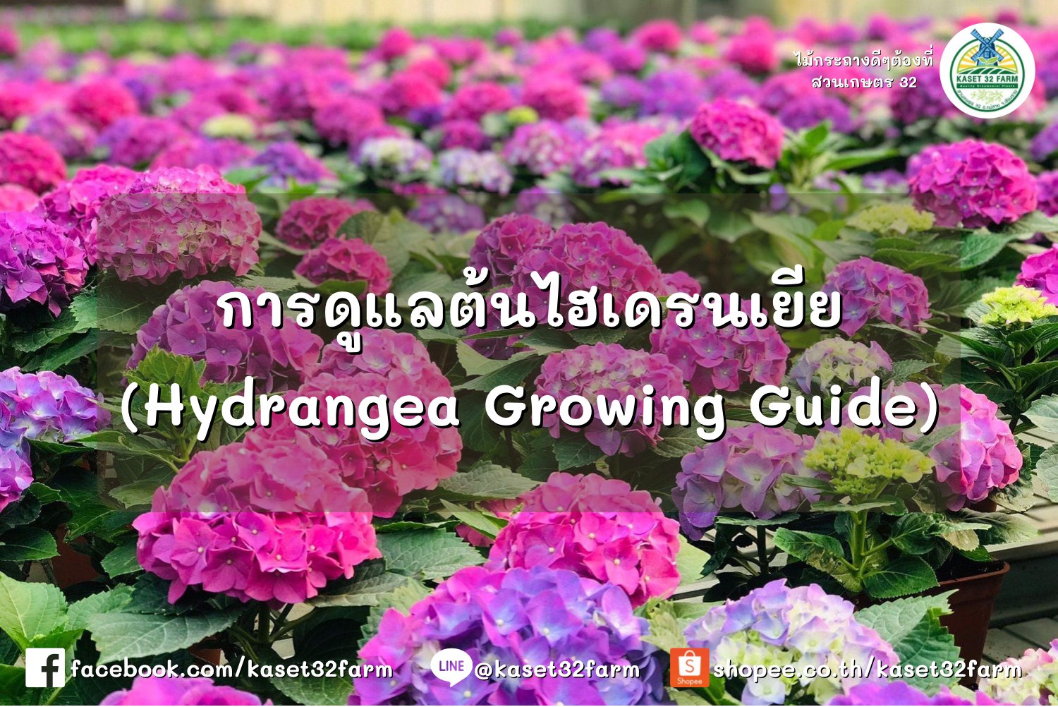 การดูแล ไฮเดรนเยีย (Hydrangea Growing Guide)