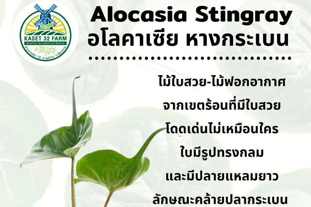 แนะนำพันธุ์ไม้ Alocasia macrorrhiza ‘Stingray’