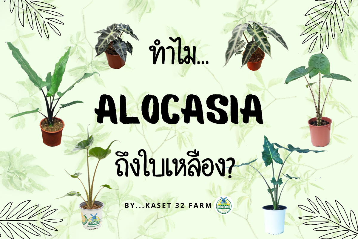 ทำไม… อโลคาเซีย (Alocasia) ถึงใบเหลือง !?