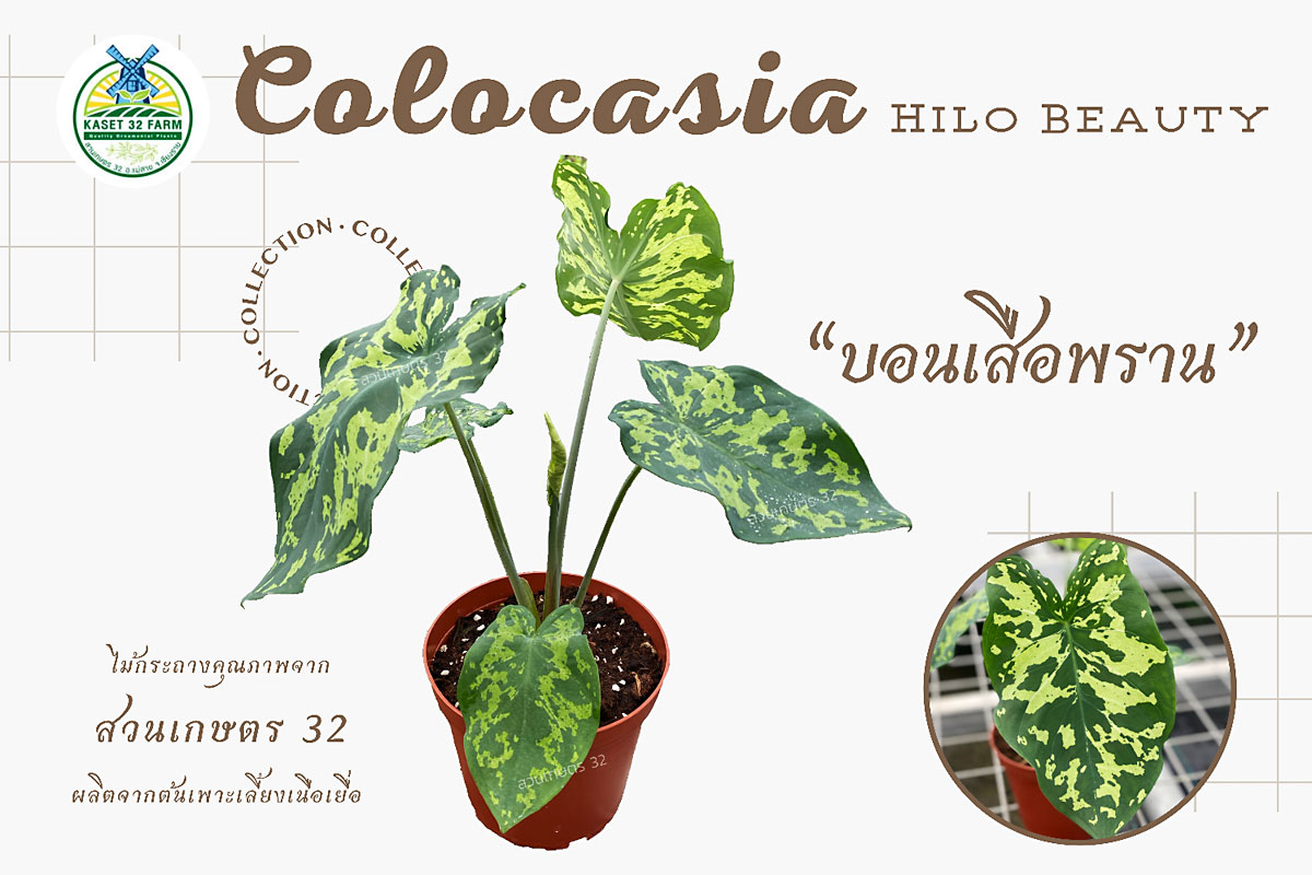 แนะนำพันธุ์ไม้ Colocasia esculenta ‘Hilo Beauty’