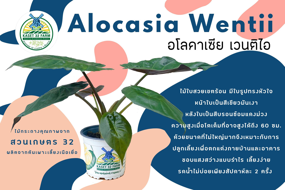 สวนเกษตร 32 - แนะนำพันธุ์ไม้ Alocasia Wentii เวนติไอ