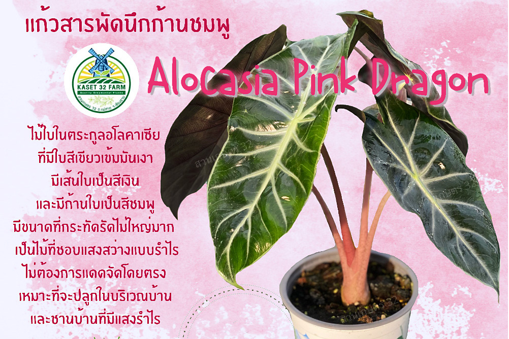 แนะนำพันธุ์ไม้ Alocasia ‘Pink Dragon’