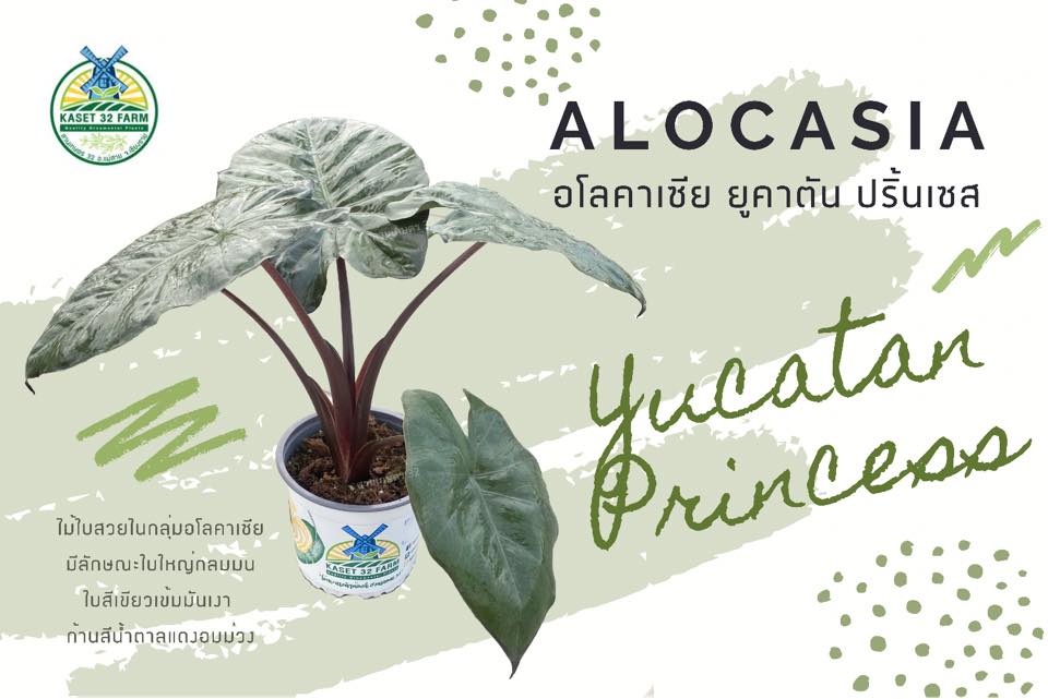 แนะนำพันธุ์ไม้ Alocasia sarawakensis ‘Yucatan Princess’