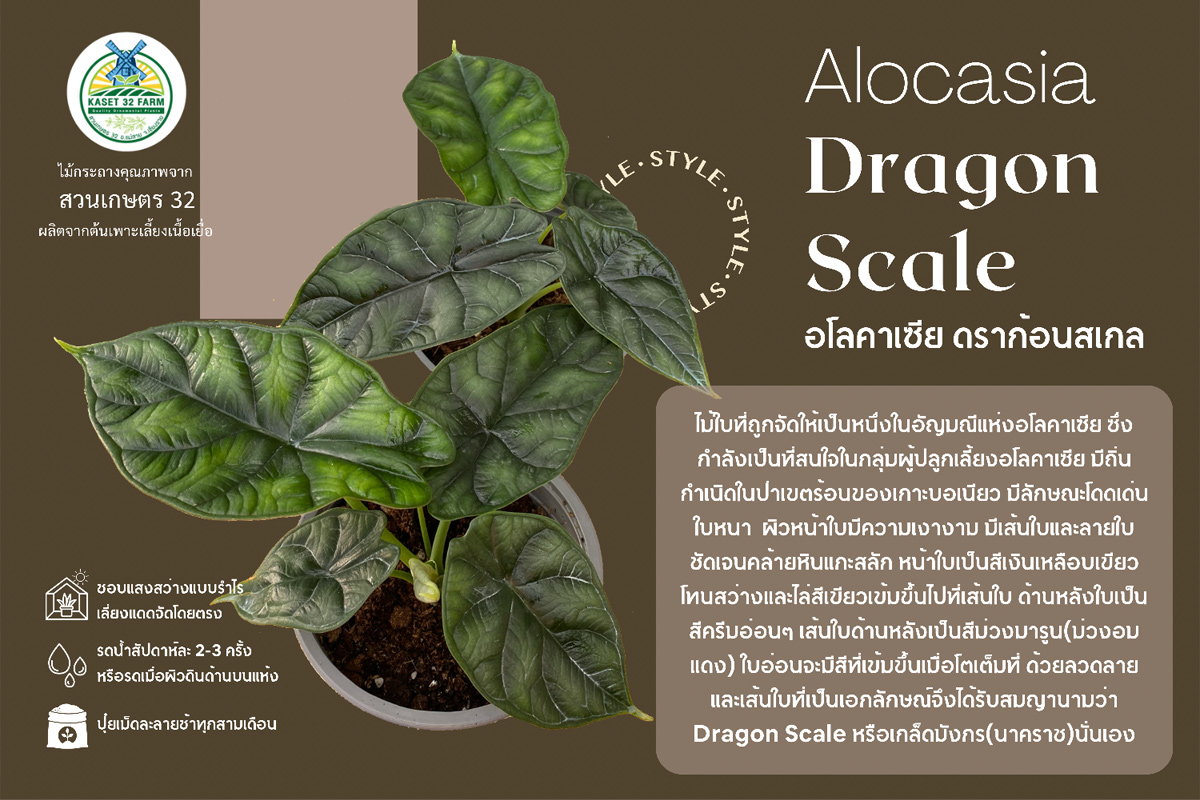 แนะนำพันธุ์ไม้ Alocasia baginda ‘Dragon Scale’