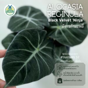 Alocasia Black Velvet