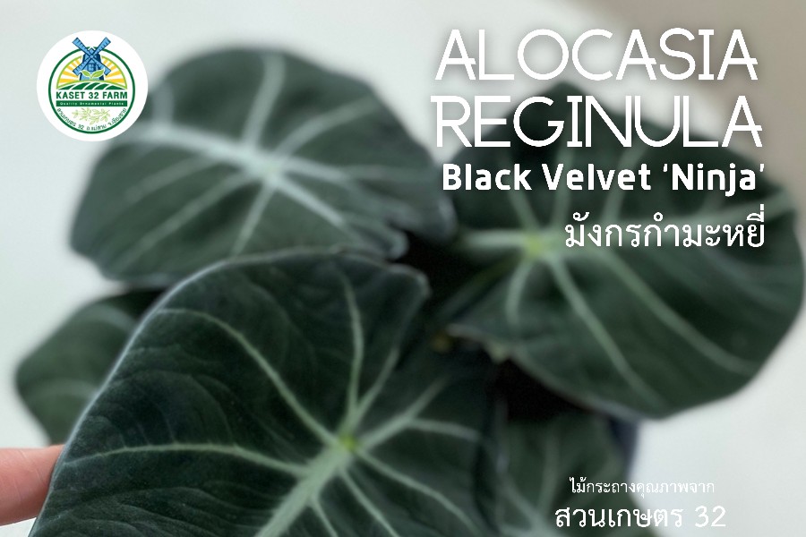 แนะนำพันธุ์ไม้ Alocasia reginula ‘Black Velvet’