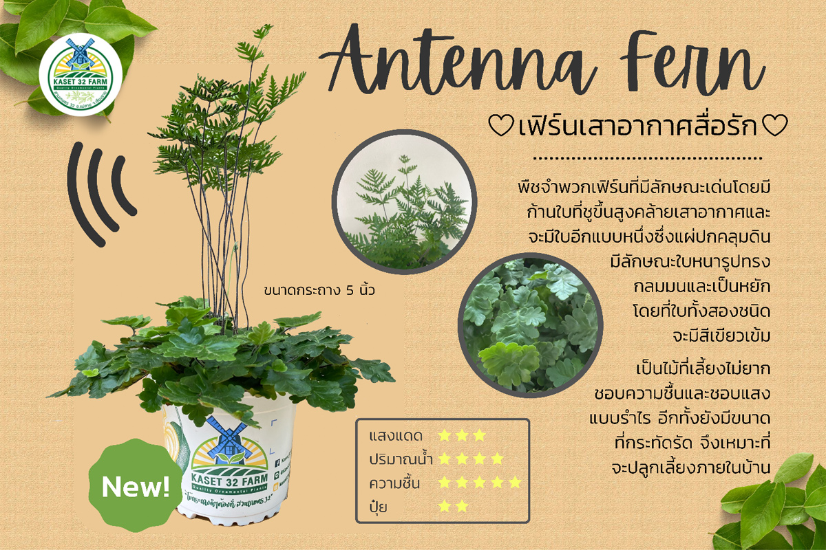 แนะนำพันธุ์ไม้ Doryopteris cordata ‘Antenna Fern’