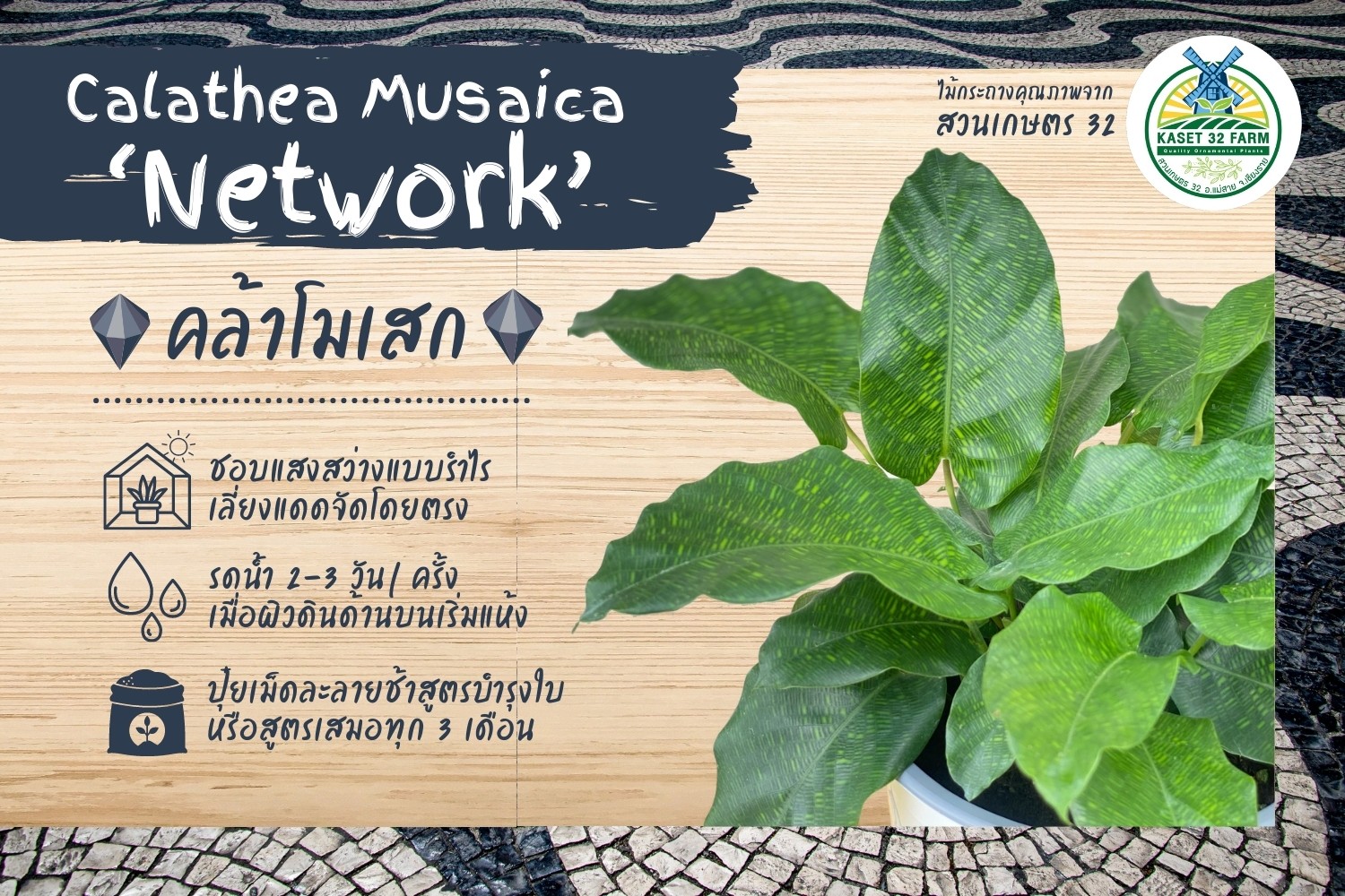 แนะนำพันธุ์ไม้ Calathea musaica ‘Network’