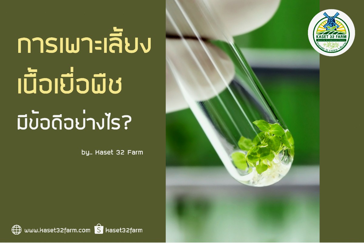 Plant Tissue Culture