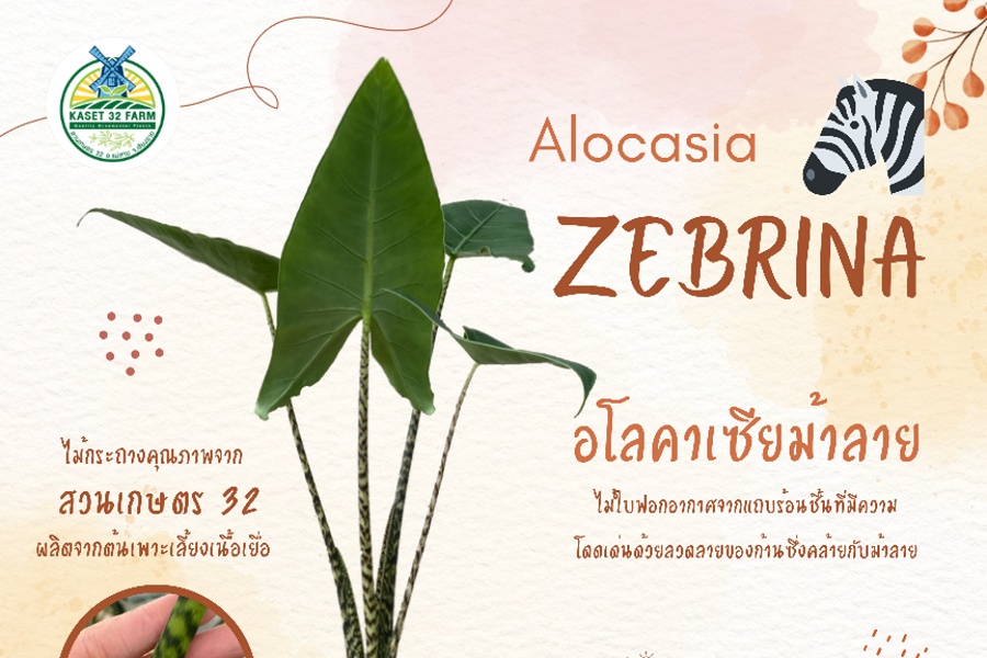 แนะนำพันธุ์ไม้ Alocasia ‘Zebrina’