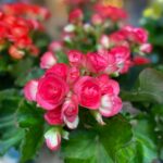 Begonia