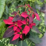 คริสต์มาส Poinsettia