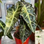 Alocasia