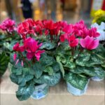 Cyclamen