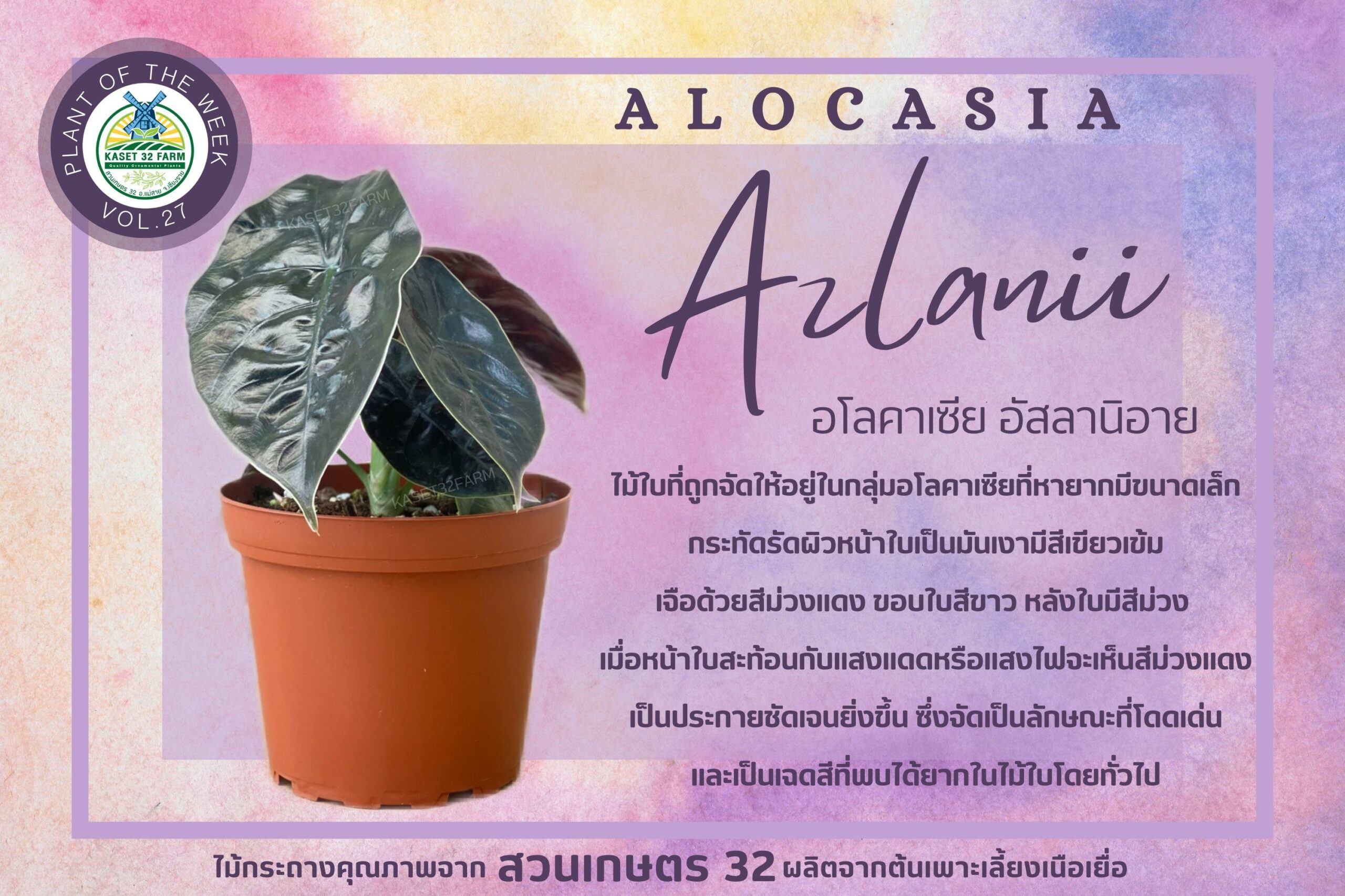 แนะนำพันธุ์ไม้ Alocasia ‘Azlanii’